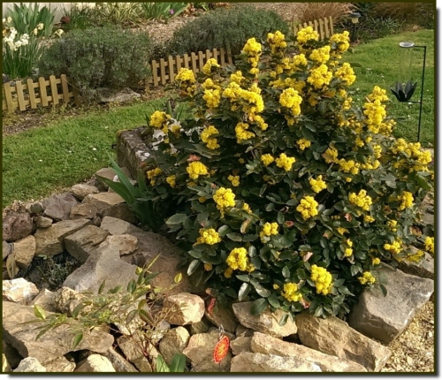 mahonia.jpg