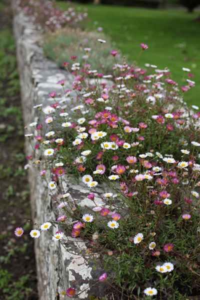 Erigeron2.jpg