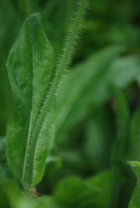 plantes-du-jardin-6642.JPG