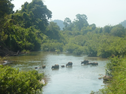 Laos decembre 2014  les 4000 îles ~63.JPG