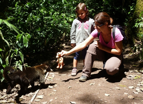 Costa Rica réserve de Monteverde rencontre avec un coatti~07~01.jpg