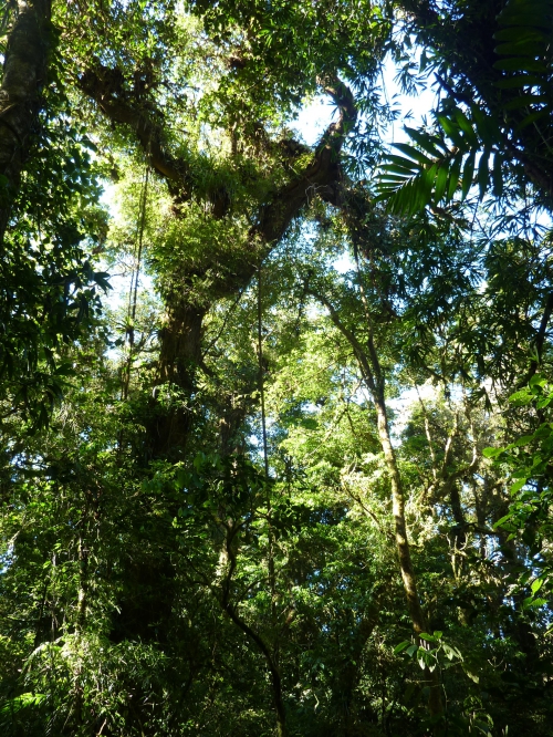 Costa Rica réserve de Monteverde .JPG