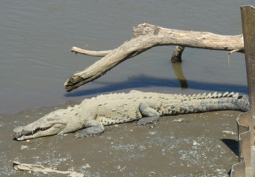 Costa Rica réserve de carara crocodiles de tarcoles~01~01.jpg