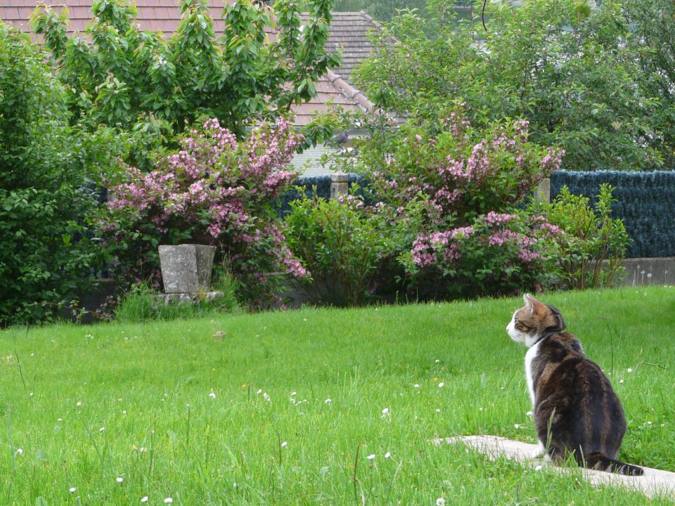 Le jardin de Philomène...