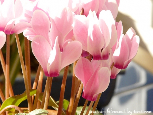 cyclamen2.jpg