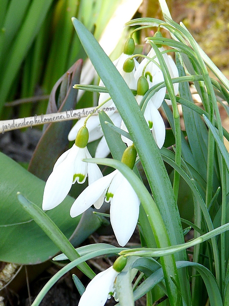 perce-neige_maison.jpg