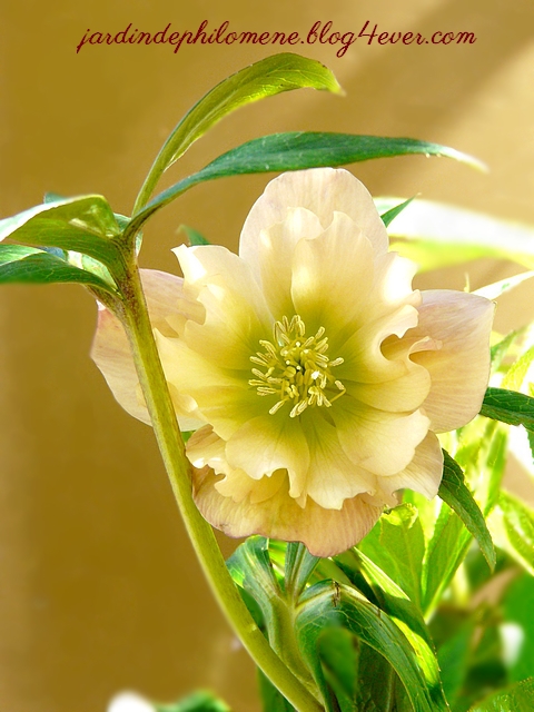 kew-hellebore.jpg