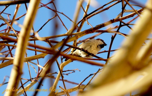 moineau-ciel.jpg