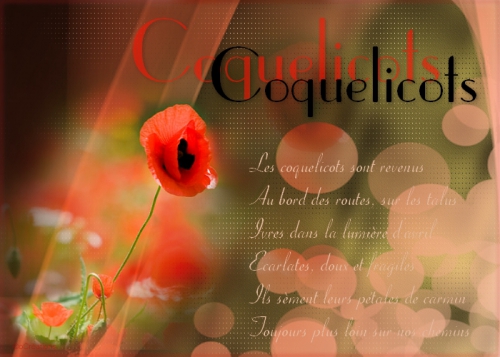 coquelicots.jpg