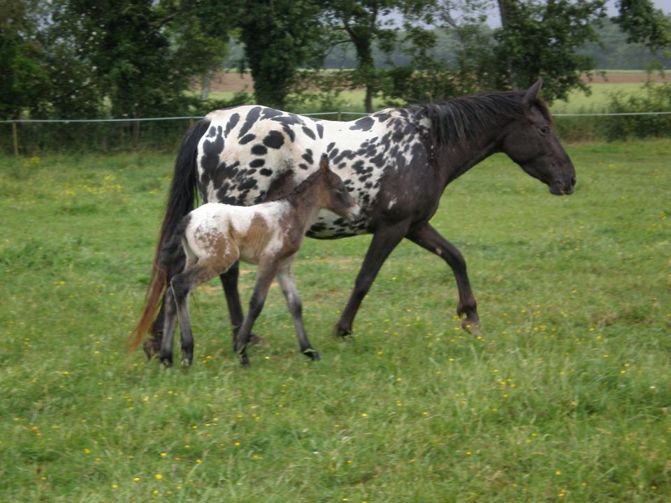 poitou-equitherapie