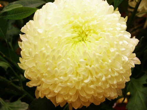 chrysantheme 1.jpg