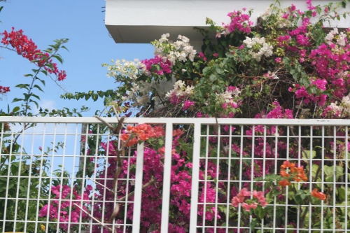 Bougainvilliers TROIS ILETS MC.jpg