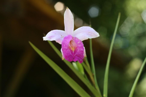 Orchidé bambou Jardin de Balata MC.jpg