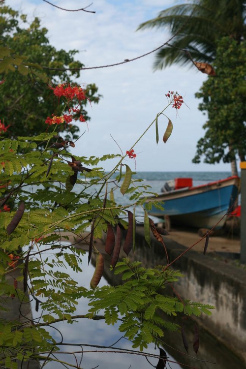 Barques de pêcheurs 5 Anse Tartane MC.jpg