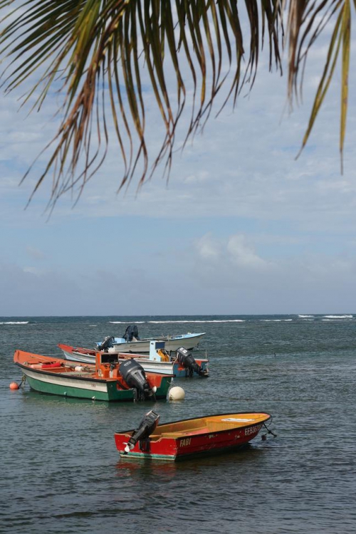 Barques de pêcheurs Anse Tartane MC.jpg