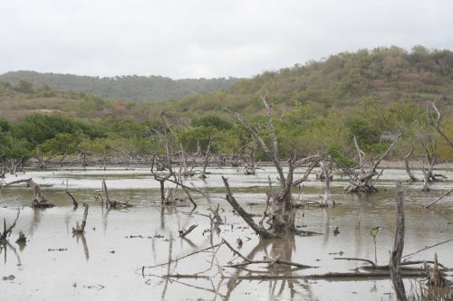 Ancienne mangrove Anse Trabaud MC.jpg