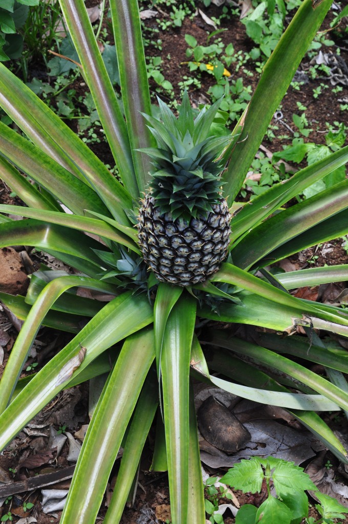 ananas.jpg