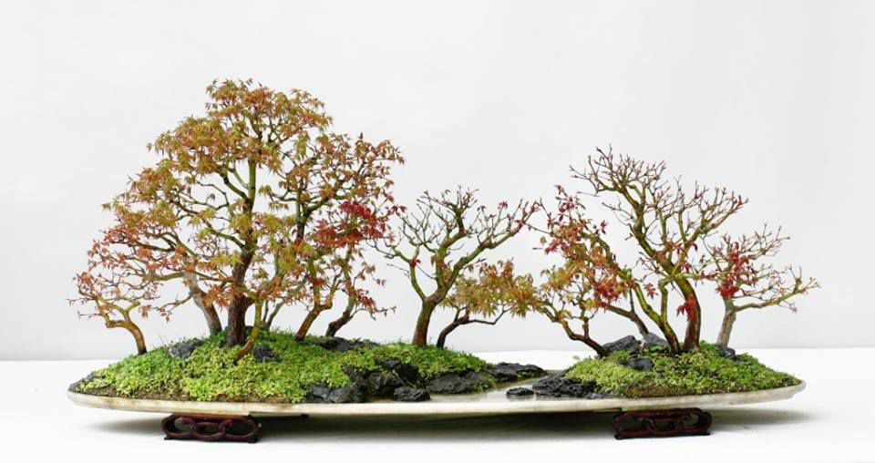 Les amis du bonsai Morlaix