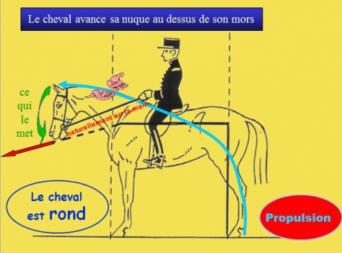 4)Orientation du cheval.png.jpg