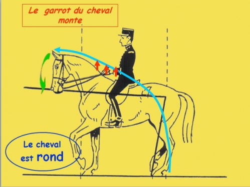 6)Orientation du cheval.png.jpg