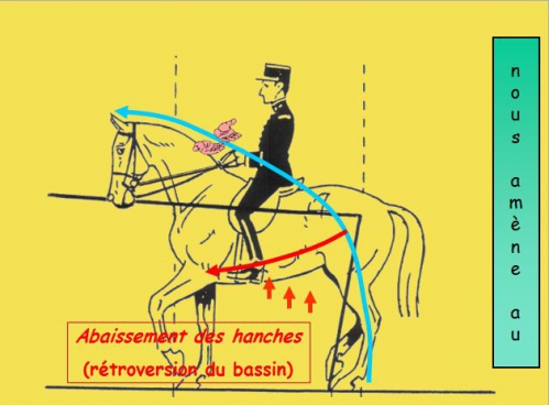 14)Orientation du cheval.png.jpg