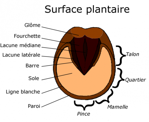 729px-Surface_plantaire.PNG