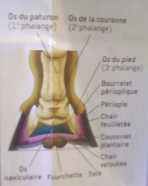 Pieds9.jpg