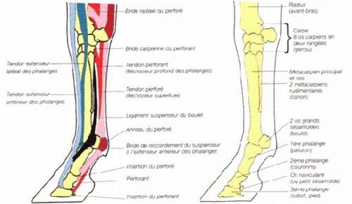 Ligaments1.jpg