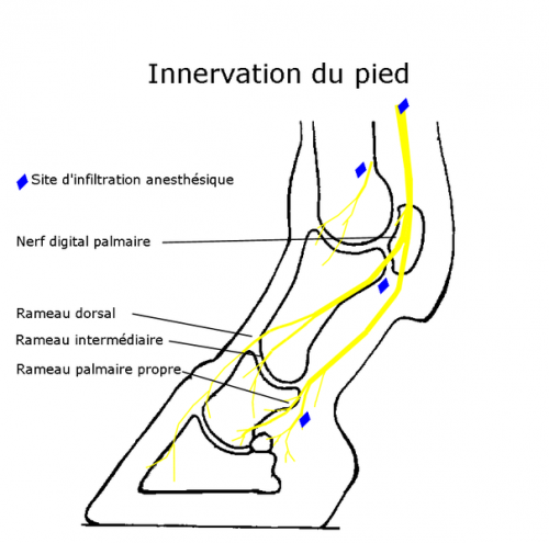 605px les nerfs-Innervation_pied.PNG