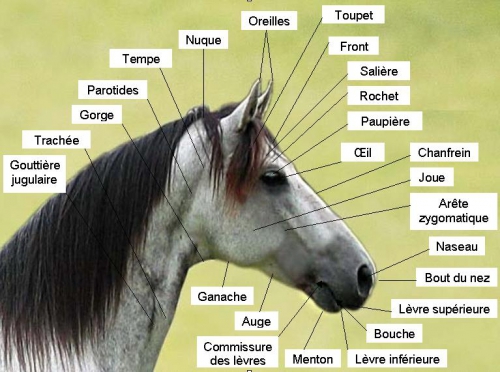 Tête du cheval.jpg