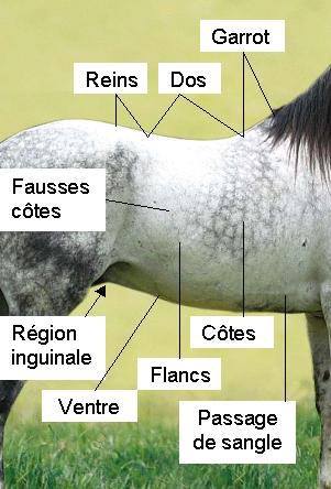 Le corps du cheval.jpg