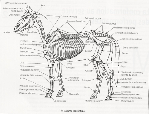 Scan Squelette.jpg