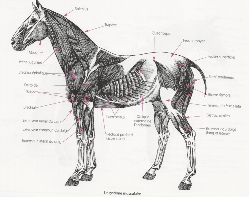 Scan Musculaire.jpg