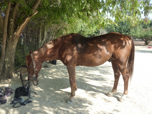 Galop 4 - aline-rossi-ma-passion-les-chevaux