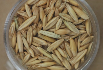 Avoine grain.jpg