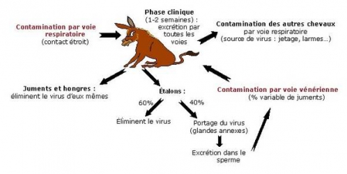 L'ARTERITE VIRALE.jpg