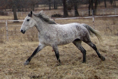 American Bashkir Curly5.jpg