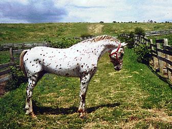 AraAppaloosa2.jpg