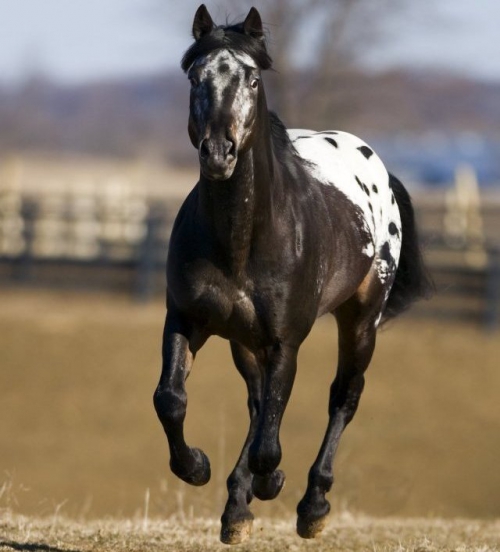 Appaloosa 3.jpg