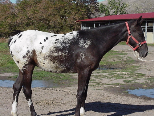 Appaloosa Cheval des Nez Perce1.jpg