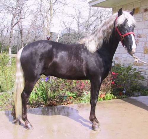 Cheval du Kentucky2.jpg