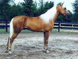 American Walking Pony (Etats-Unis).jpg