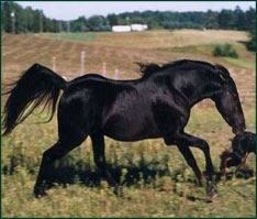 American Walking Pony 3.jpg