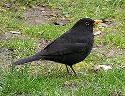 250px-Kos_Turdus_merulaRB.jpg