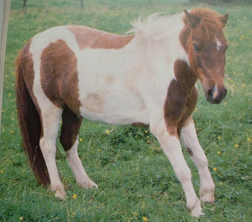 Cheval fourbu2.jpg