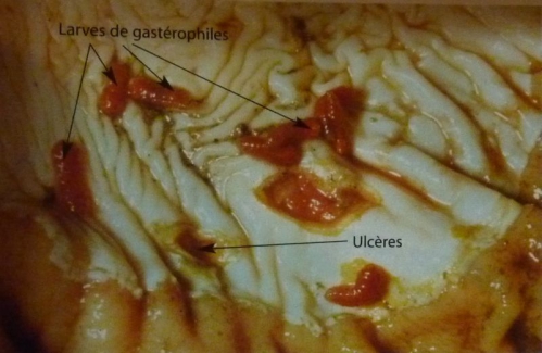 Larves de gastériphiles avec ulcères.JPG