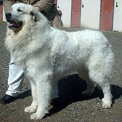 250px-Pyrenean_Mountain_Dog_600.jpg