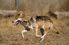 230px-Canis_lupus_baileyi_running.jpg