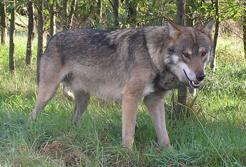 Loup gris communf.jpg