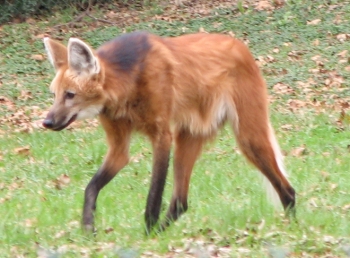 Loup à crinière.jpg